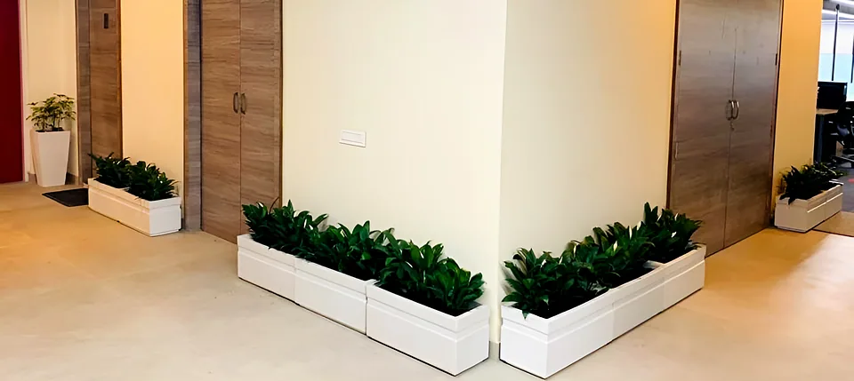 Indoor Plantation