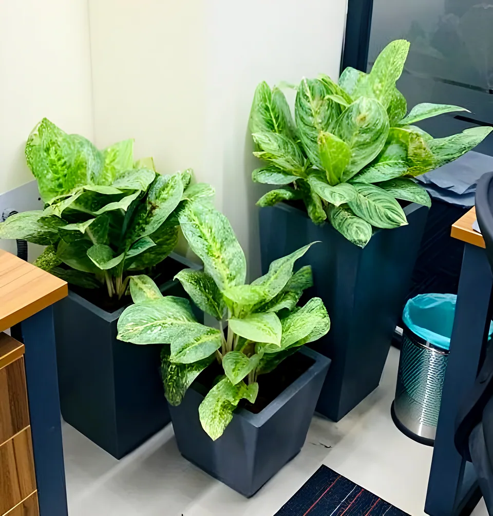 Indoor Plantation