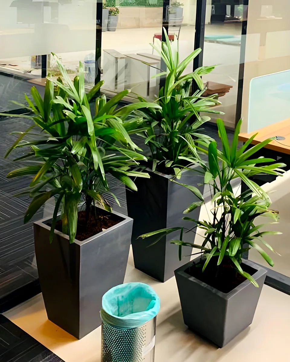 Indoor Plantation